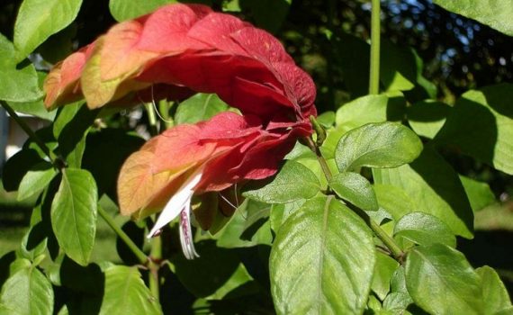Achariaceae