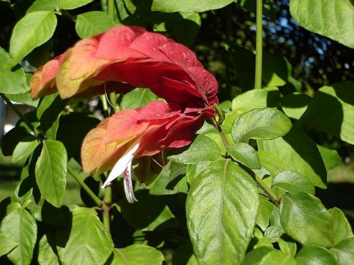 Achariaceae