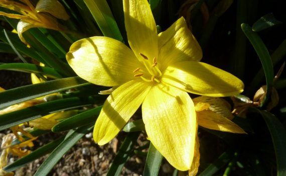 Amaryllidaceae