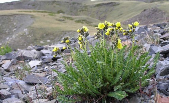 Biebersteiniaceae