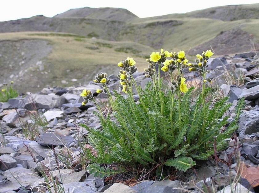 Biebersteiniaceae