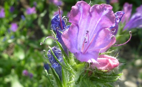 Boraginaceae
