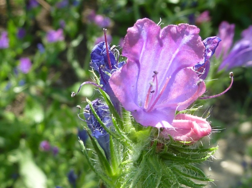 Boraginaceae