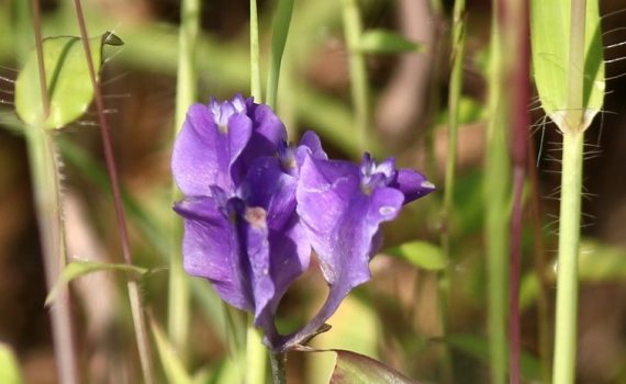 Burmanniaceae
