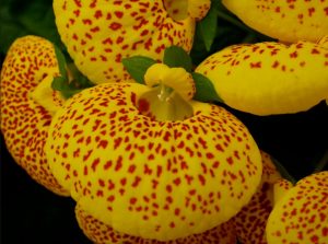 Calceolariaceae
