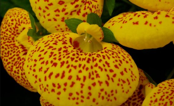 Calceolariaceae