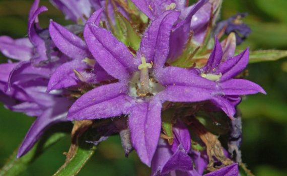 Campanulaceae