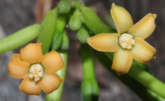 Caricaceae