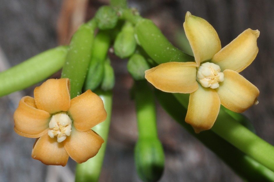 Caricaceae