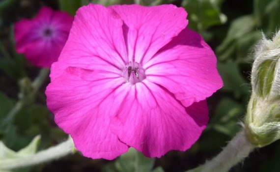 Caryophyllaceae