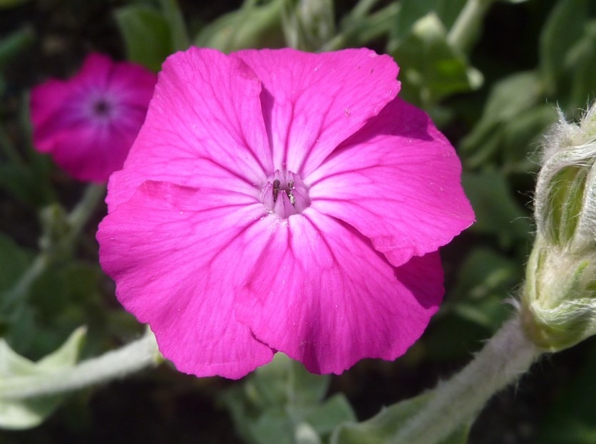 Caryophyllaceae