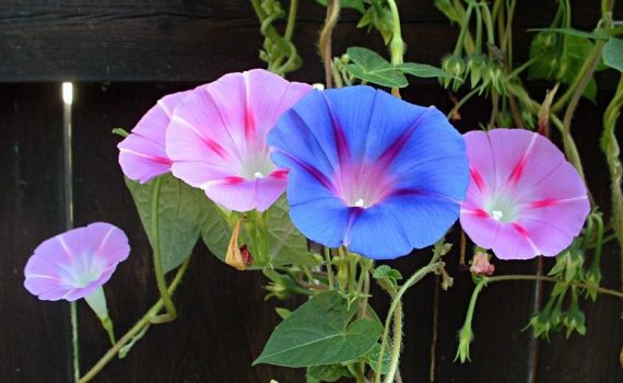 Convolvulaceae