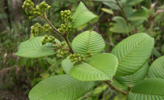 Dilleniaceae