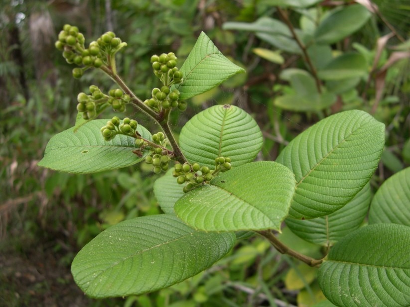 Dilleniaceae