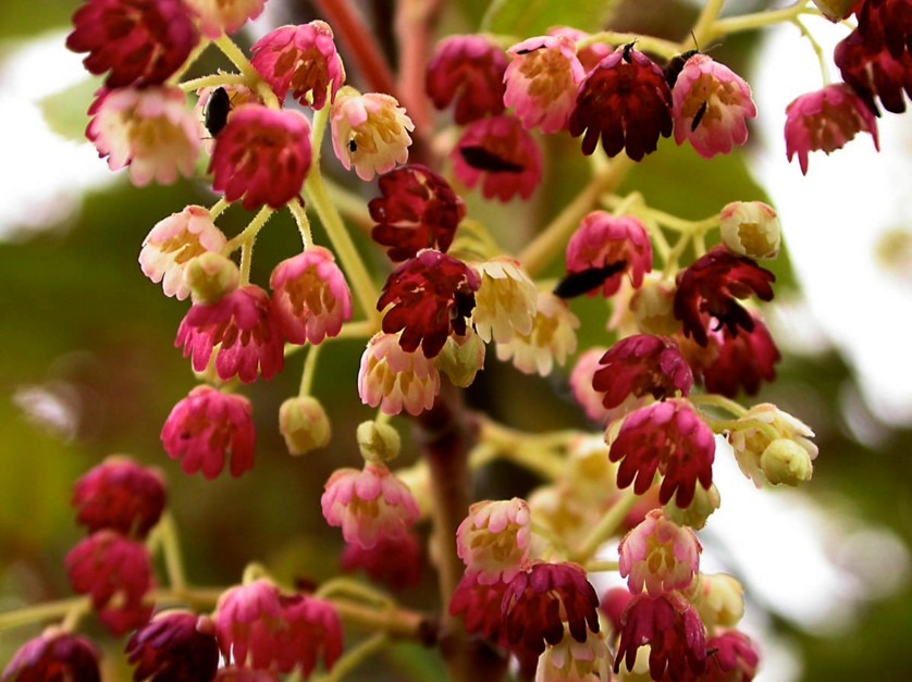 Elaeocarpaceae