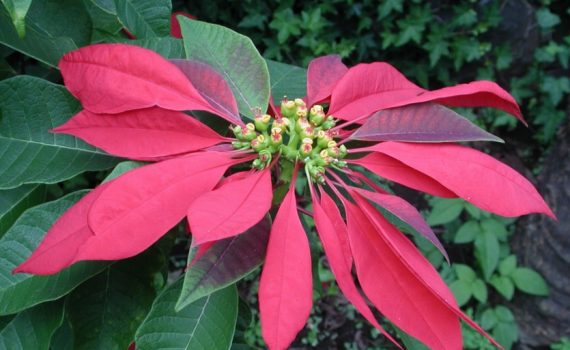 Euphorbiaceae