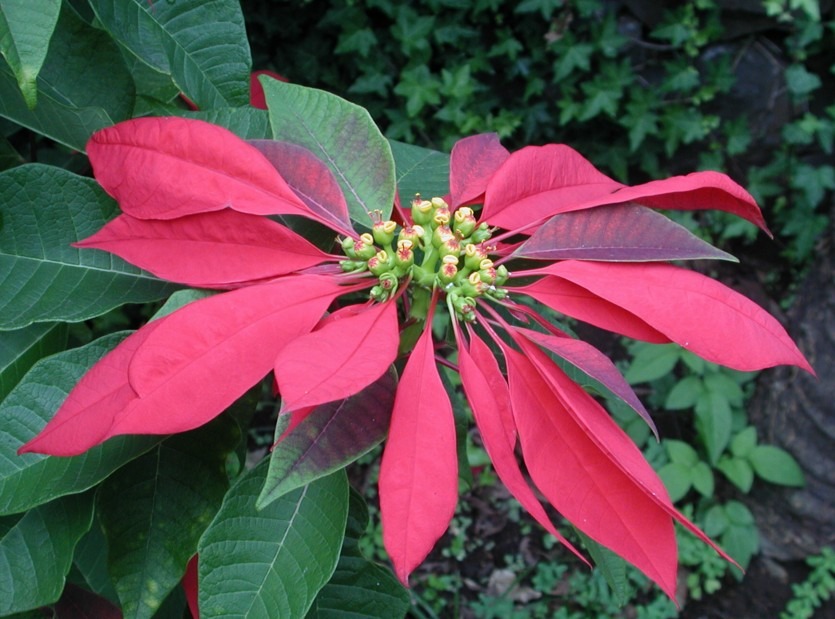 Euphorbiaceae