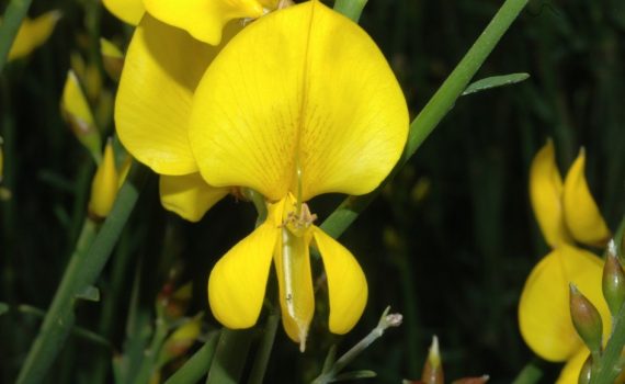Fabaceae