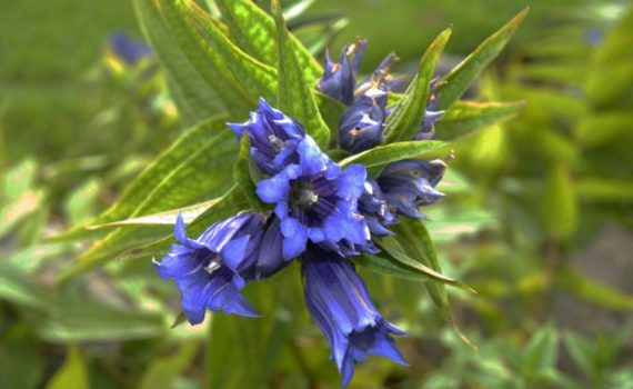 Gentianaceae