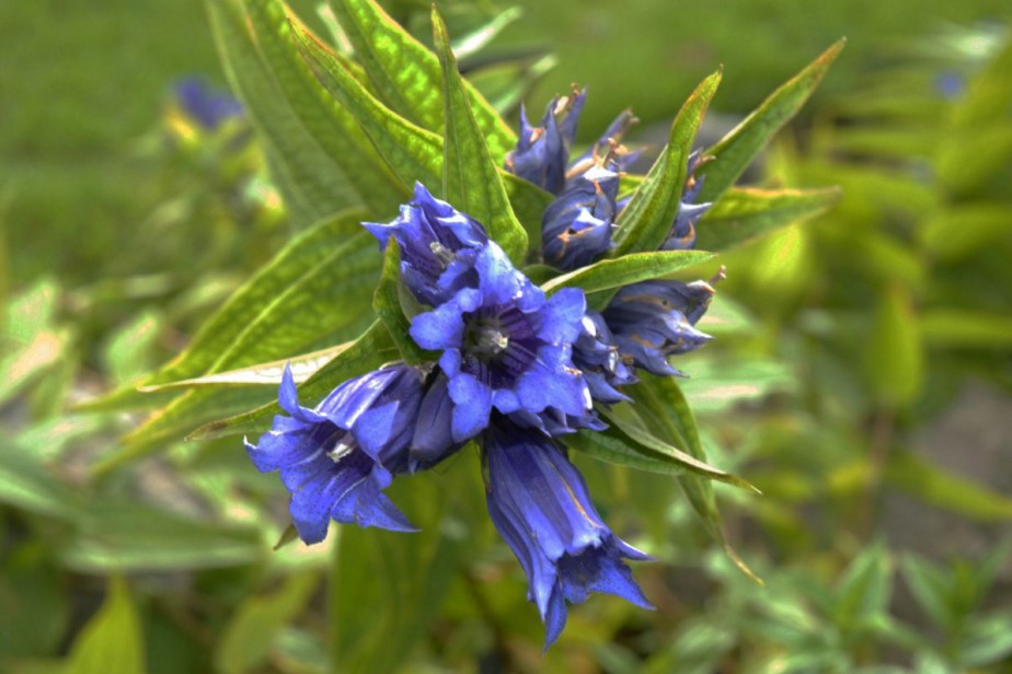 Gentianaceae