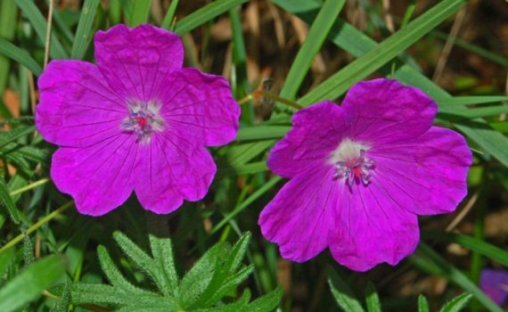 Geraniaceae