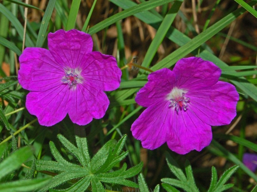 Geraniaceae