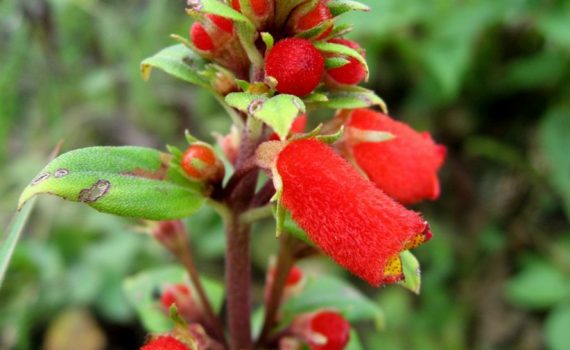 Gesneriaceae