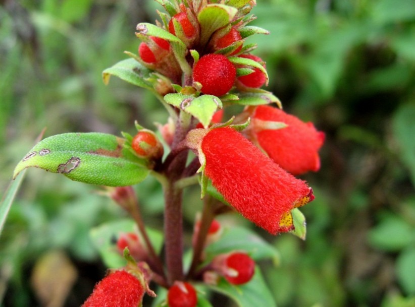 Gesneriaceae