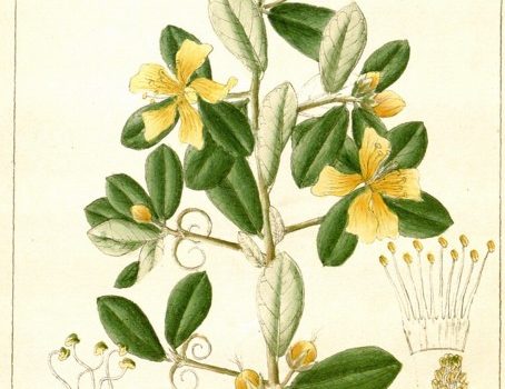 Hugoniaceae