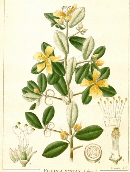 Hugoniaceae