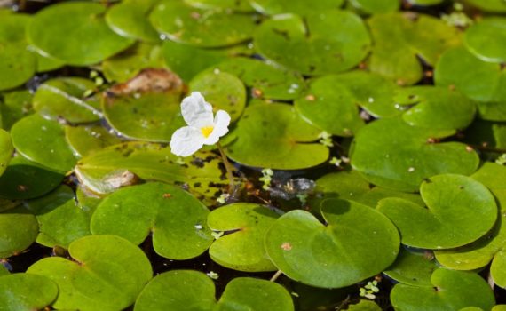 Hydrocharitaceae