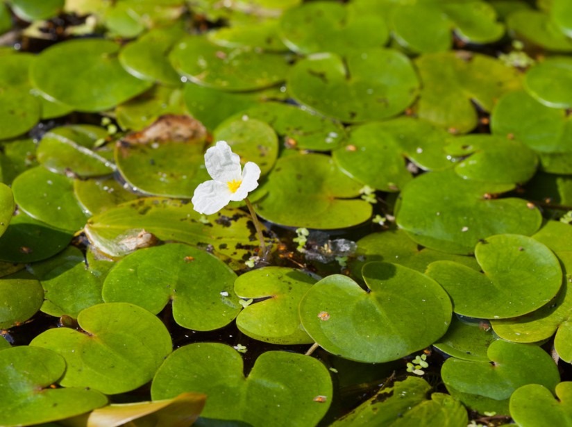 Hydrocharitaceae