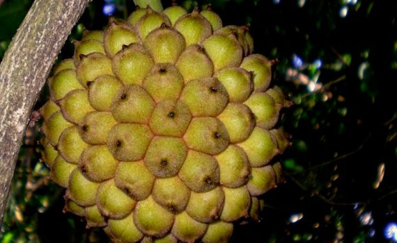 Icacinaceae