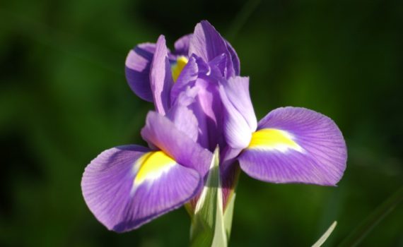 Iridaceae