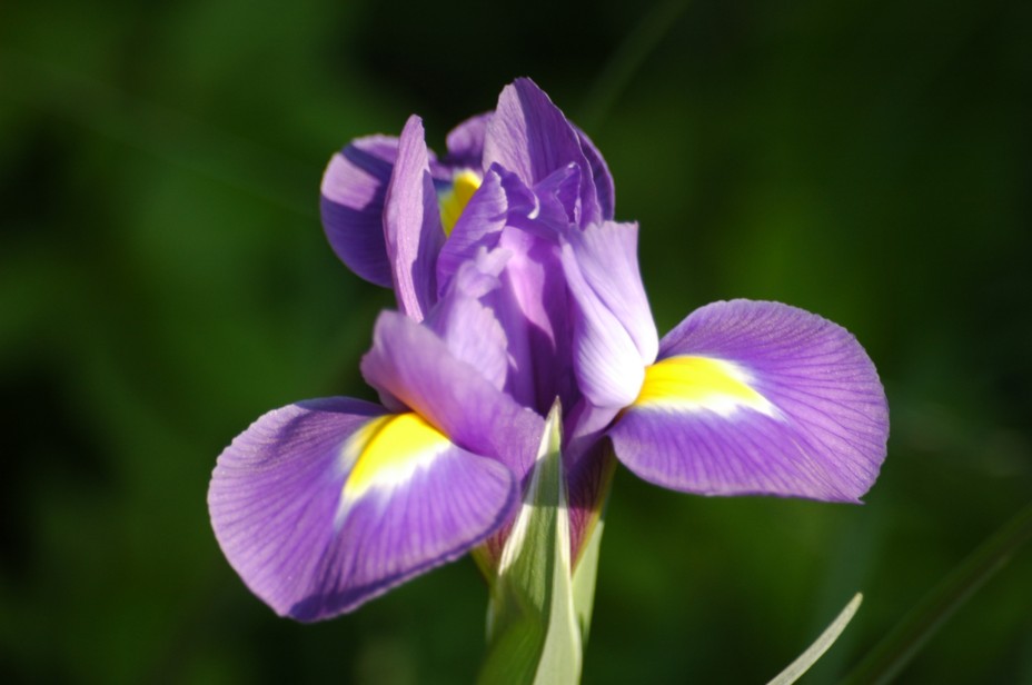 Iridaceae