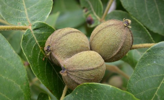 Juglandaceae