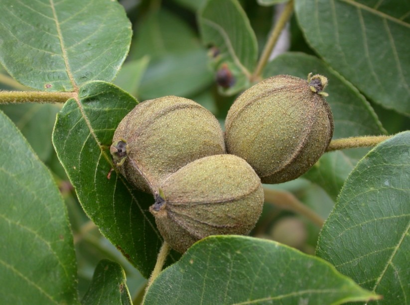 Juglandaceae