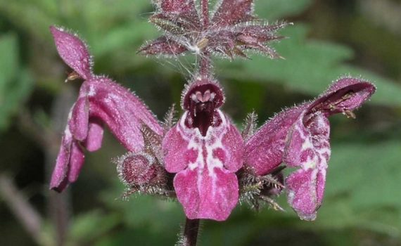 Lamiaceae
