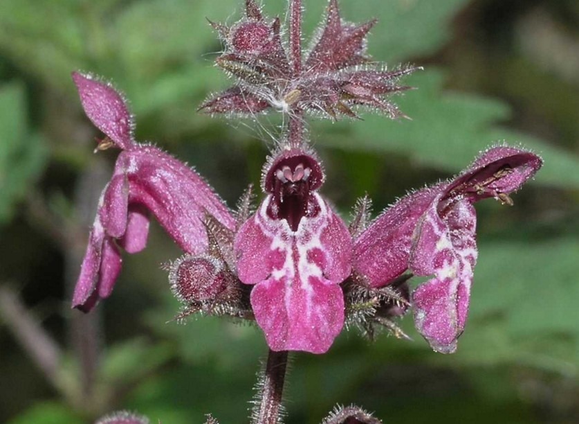 Lamiaceae