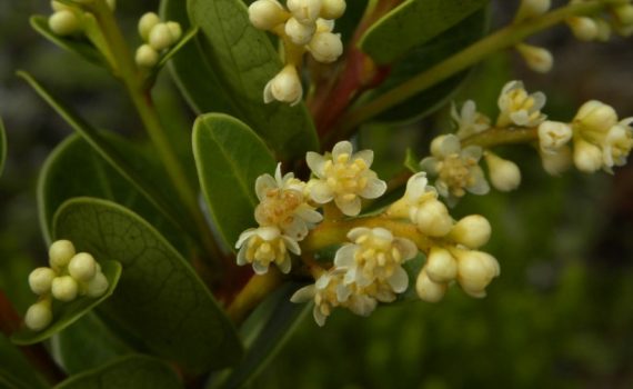 Lauraceae