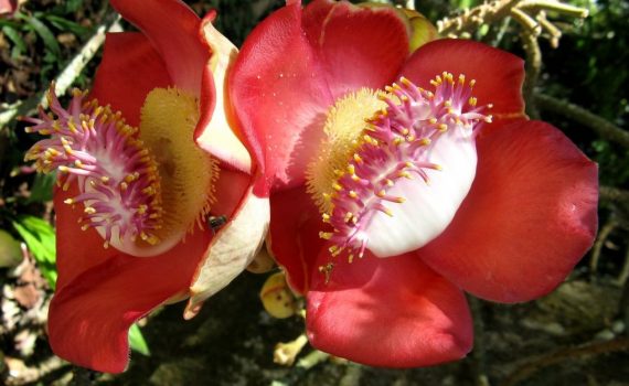 Lecythidaceae
