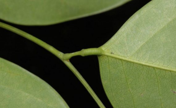 Lepidobotryaceae