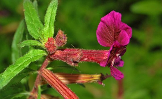 Lythraceae