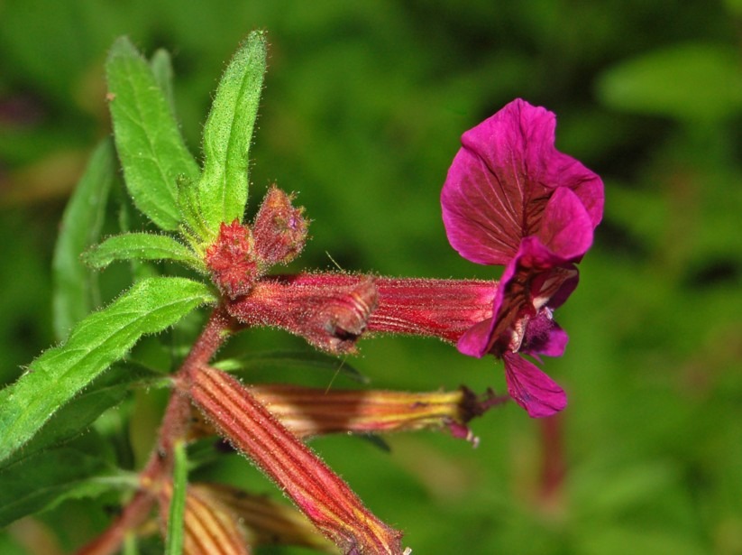 Lythraceae