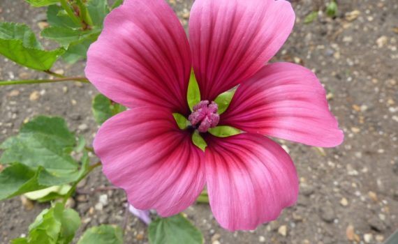 Malvaceae