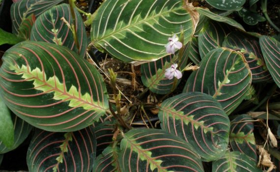 Marantaceae