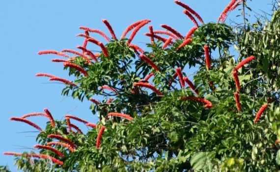 Marcgraviaceae
