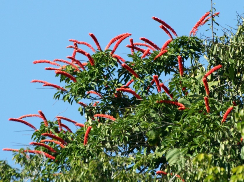 Marcgraviaceae