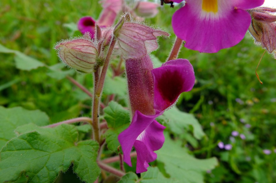 Martyniaceae