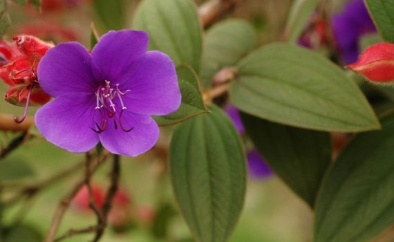 Melastomataceae